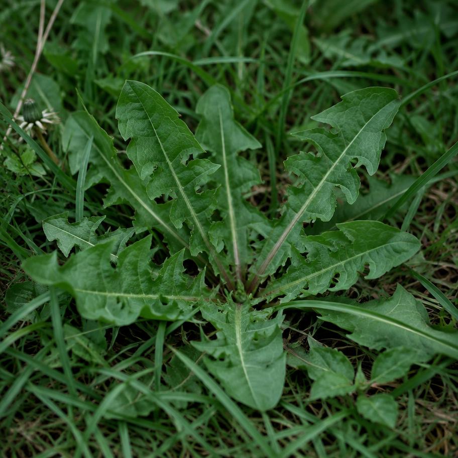 Maskrosblad